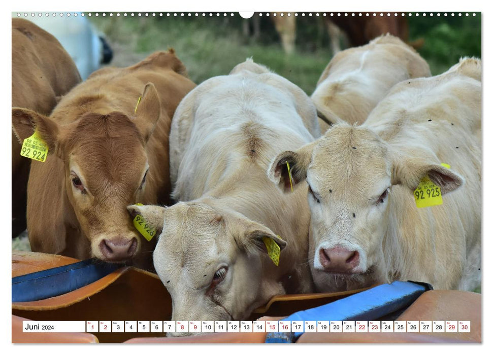 Liebenswerte Rinder (CALVENDO Premium Wandkalender 2024)