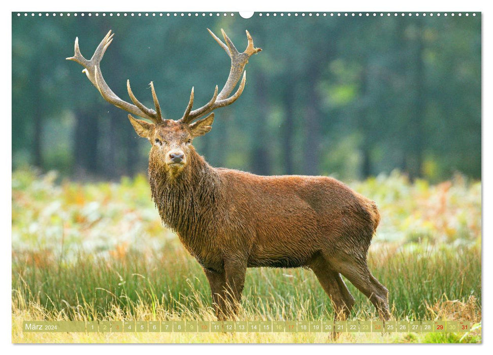 Wildtiere des Waldes: Hier wird der Mythos Wald lebendig (CALVENDO Wandkalender 2024)