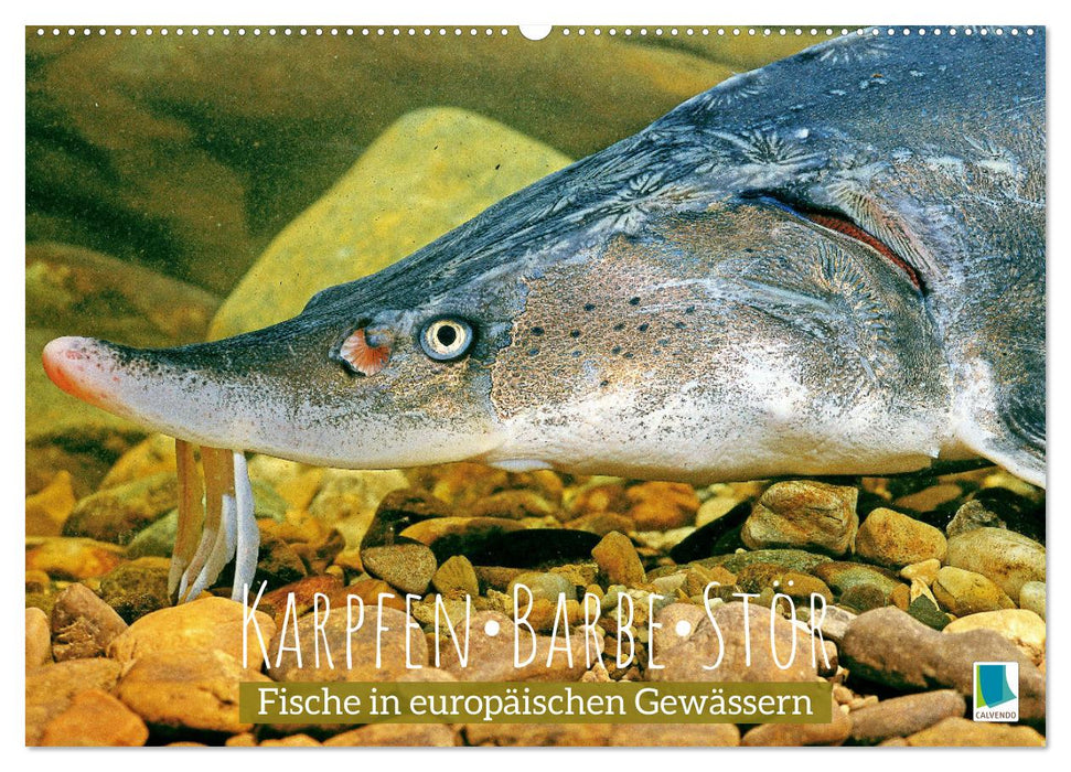 Karpfen, Barbe, Stör: Fische in europäischen Gewässern (CALVENDO Wandkalender 2024)
