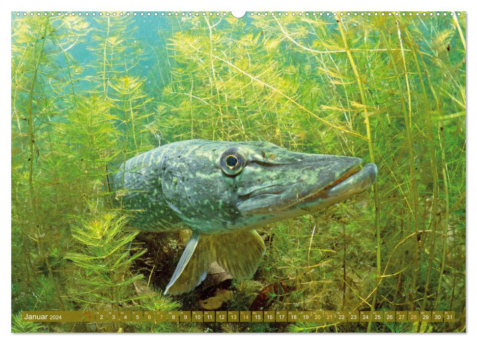 Karpfen, Barbe, Stör: Fische in europäischen Gewässern (CALVENDO Wandkalender 2024)