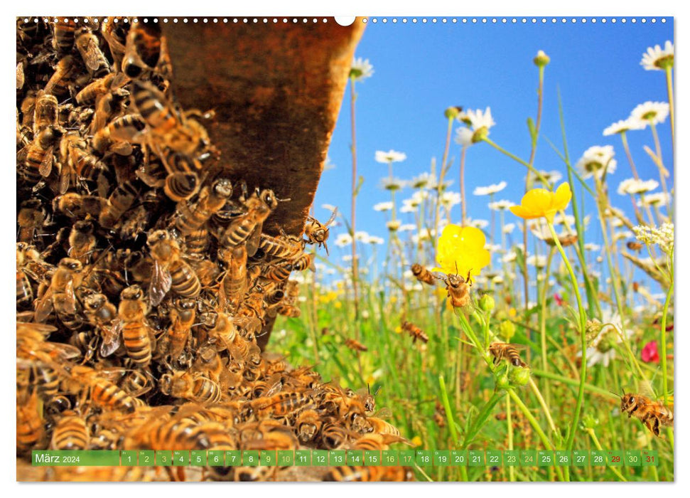 Süßes Gold: Imker, Bienen & Honig (CALVENDO Wandkalender 2024)
