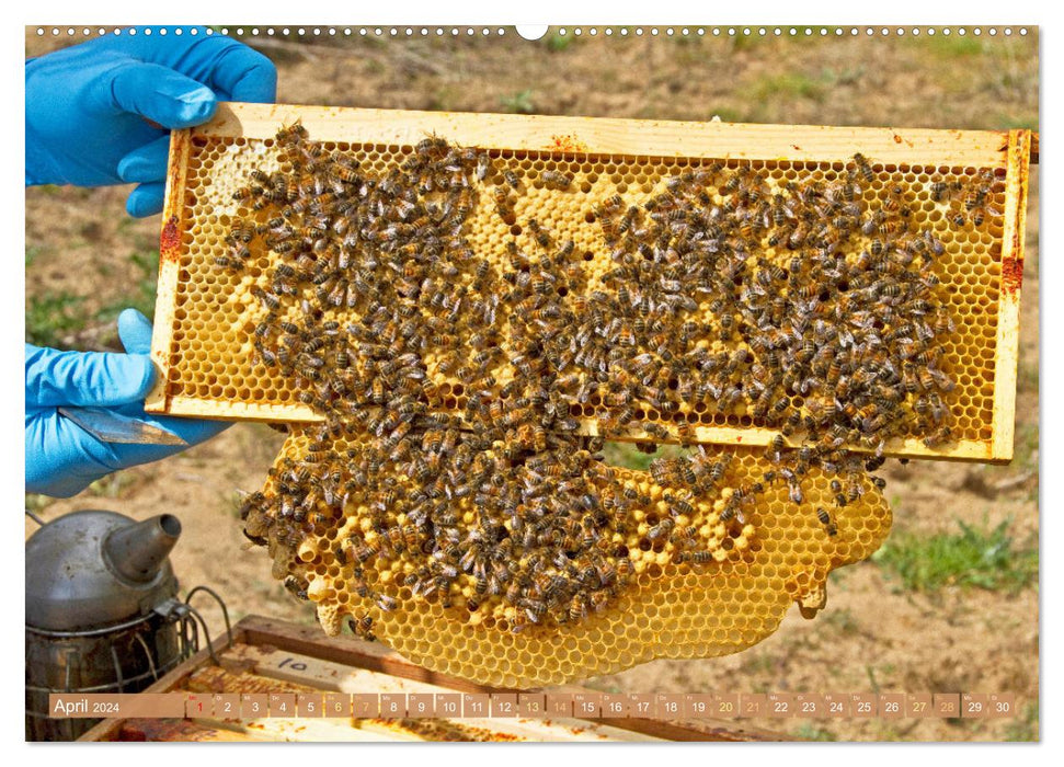Süßes Gold: Imker, Bienen & Honig (CALVENDO Wandkalender 2024)