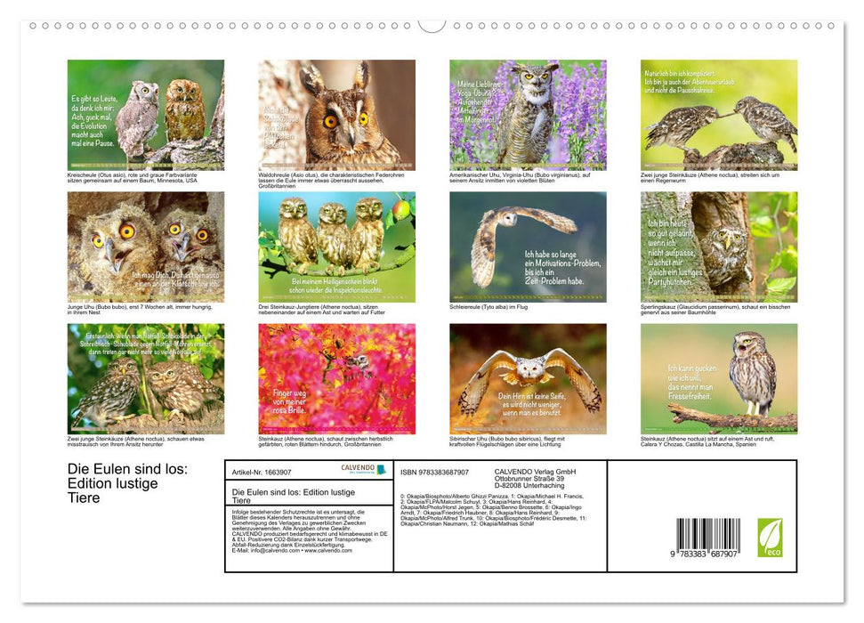 Die Eulen sind los: Edition lustige Tiere (CALVENDO Premium Wandkalender 2024)