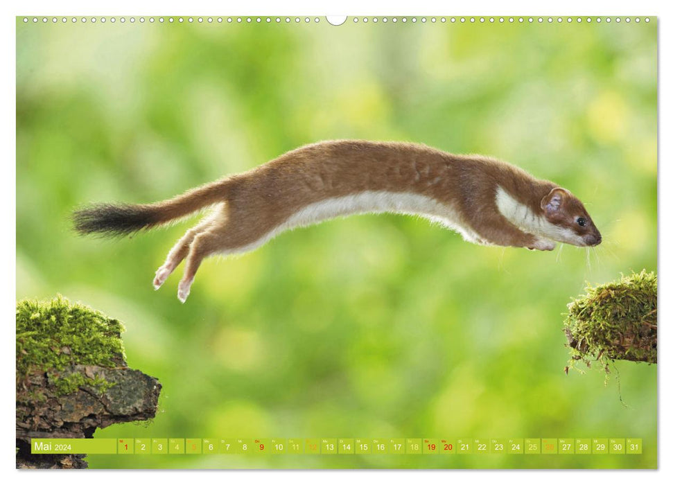 Wildtiere des Waldes: Hier wird der Mythos Wald lebendig (CALVENDO Premium Wandkalender 2024)
