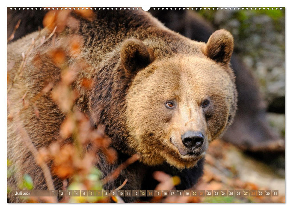 Wildtiere des Waldes: Hier wird der Mythos Wald lebendig (CALVENDO Premium Wandkalender 2024)