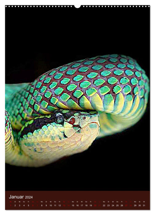 Le pouvoir du serpent (Calendrier mural CALVENDO Premium 2024) 