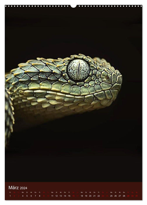 Le pouvoir du serpent (Calendrier mural CALVENDO Premium 2024) 