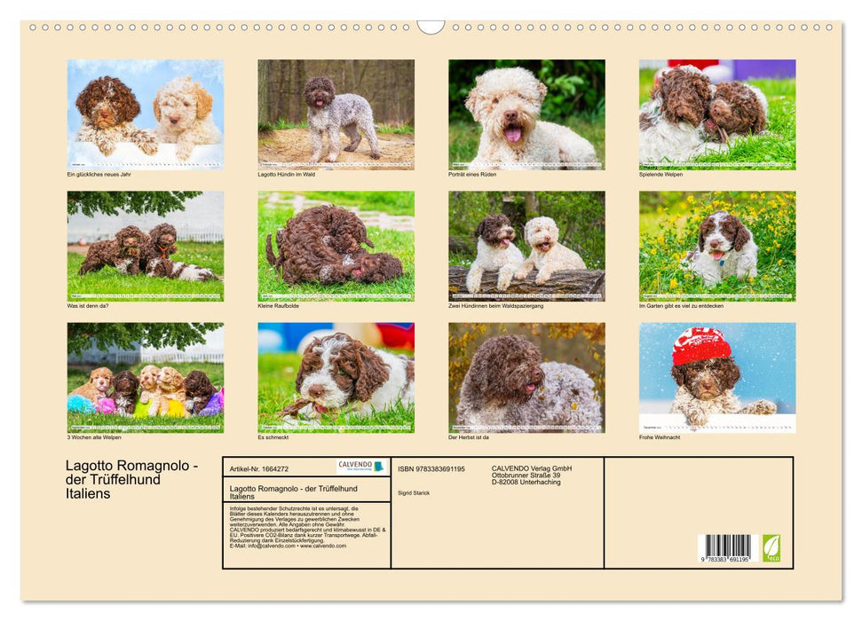 Lagotto Romagnolo - der Trüffelhund Italiens (CALVENDO Wandkalender 2024)