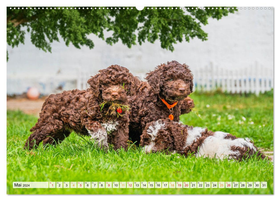 Lagotto Romagnolo - der Trüffelhund Italiens (CALVENDO Wandkalender 2024)