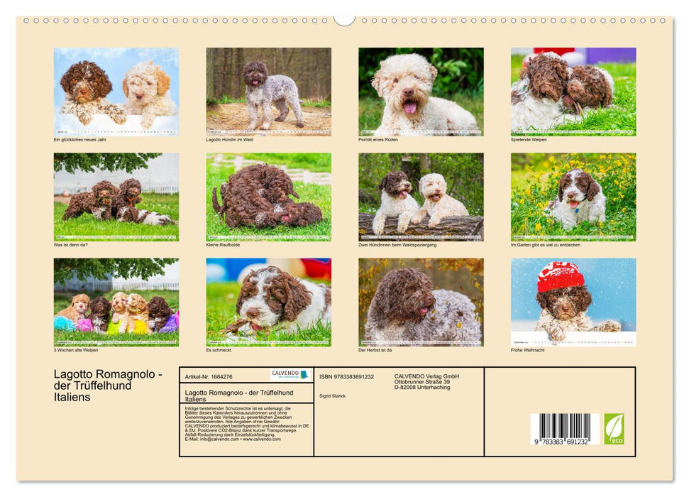 Lagotto Romagnolo - der Trüffelhund Italiens (CALVENDO Premium Wandkalender 2024)