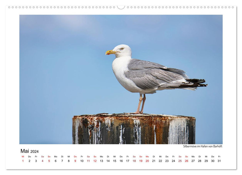 Vorpommern mit Rügen (CALVENDO Wandkalender 2024)