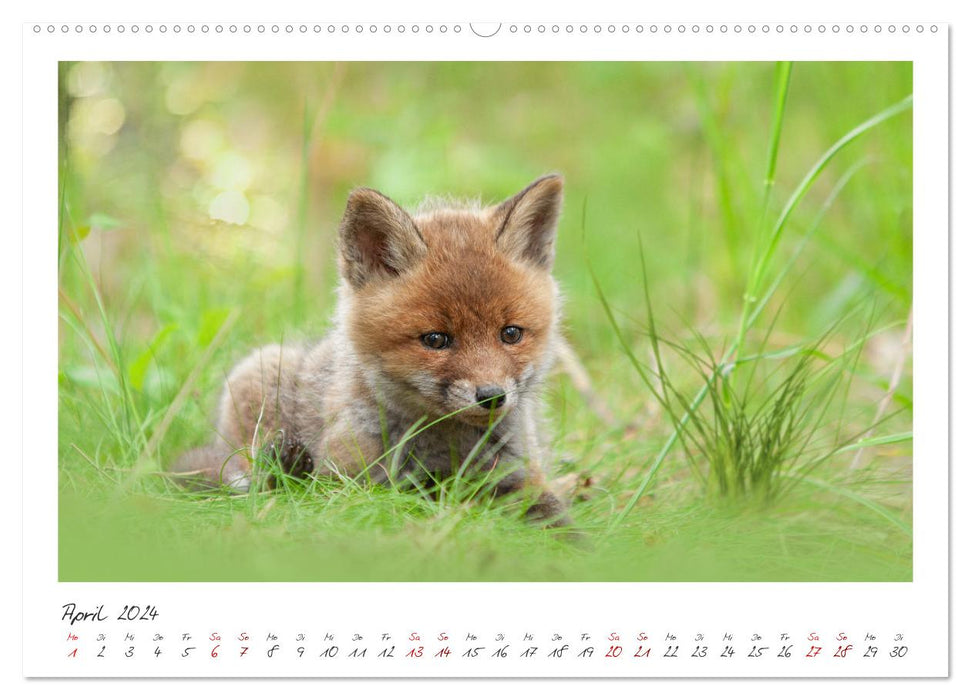 Füchse - zauberhafte Seelen (CALVENDO Wandkalender 2024)