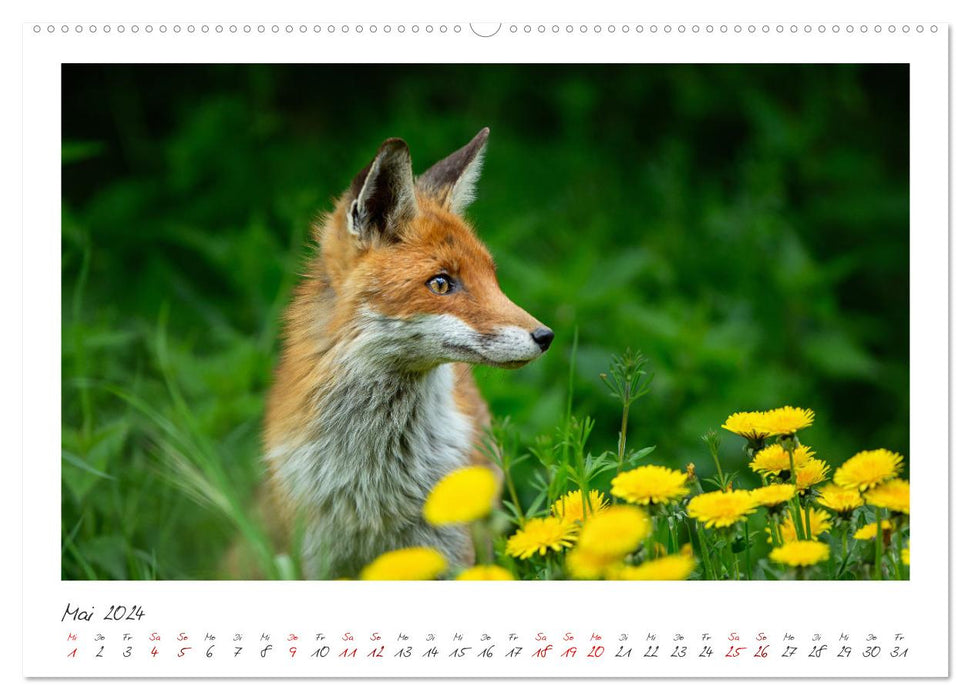 Füchse - zauberhafte Seelen (CALVENDO Wandkalender 2024)