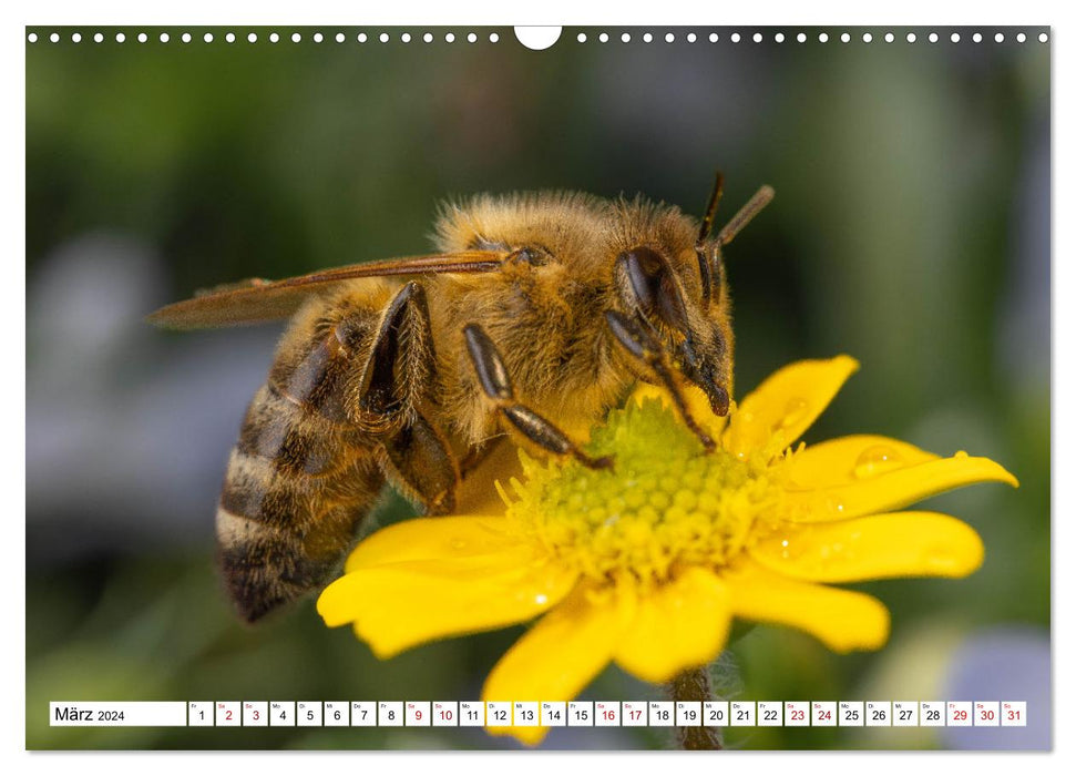 Insekten - Kleine Helfer unseres Lebens (CALVENDO Wandkalender 2024)