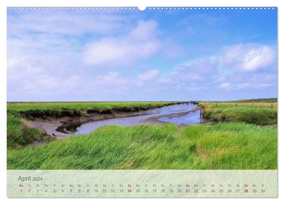 Salzwiesen, Schafe und Watt - Westerhever, ein Naturparadies an der Nordsee (CALVENDO Wandkalender 2024)