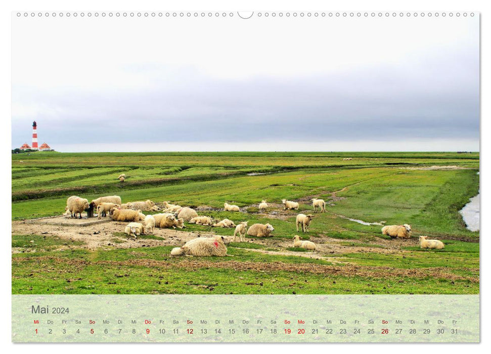 Salzwiesen, Schafe und Watt - Westerhever, ein Naturparadies an der Nordsee (CALVENDO Wandkalender 2024)