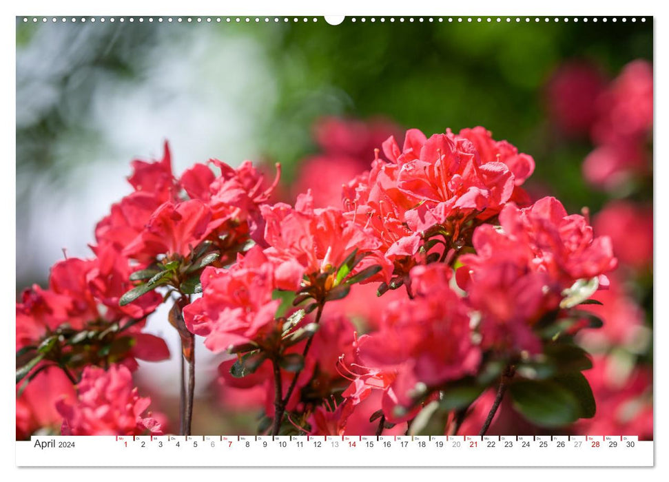 Rhododendren-Träume, Blüten, Romantik, Azaleen, Edel (CALVENDO Premium Wandkalender 2024)