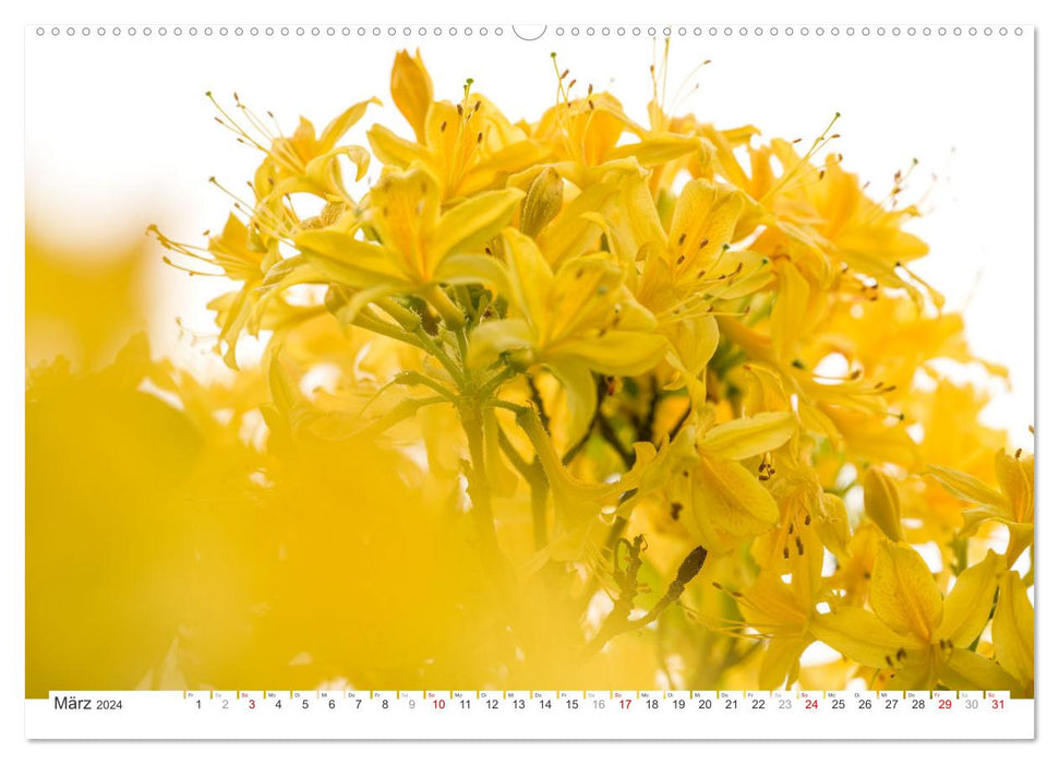 Rhododendren-Träume, Blüten, Romantik, Azaleen, Edel (CALVENDO Wandkalender 2024)