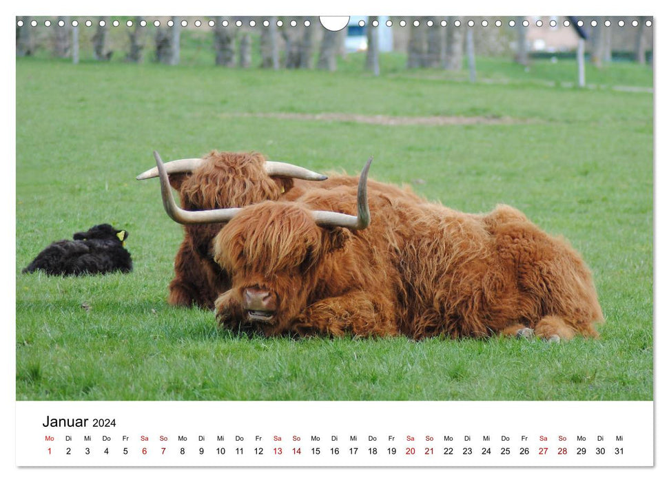 Die Schottischen Hochlandrinder und ihr Nachwuchs (CALVENDO Wandkalender 2024)