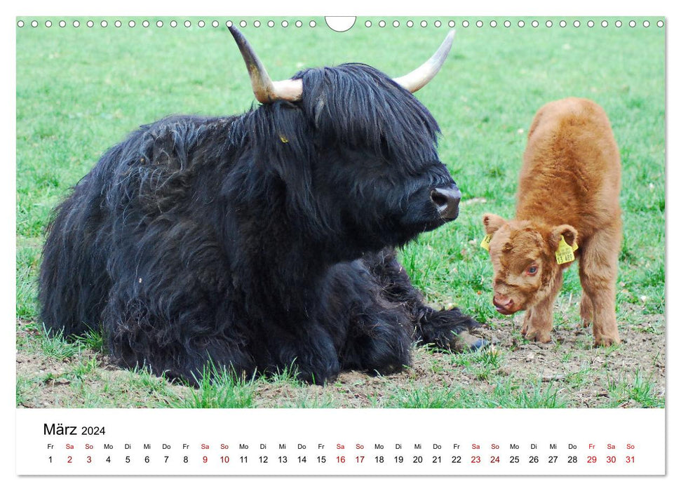 Die Schottischen Hochlandrinder und ihr Nachwuchs (CALVENDO Wandkalender 2024)