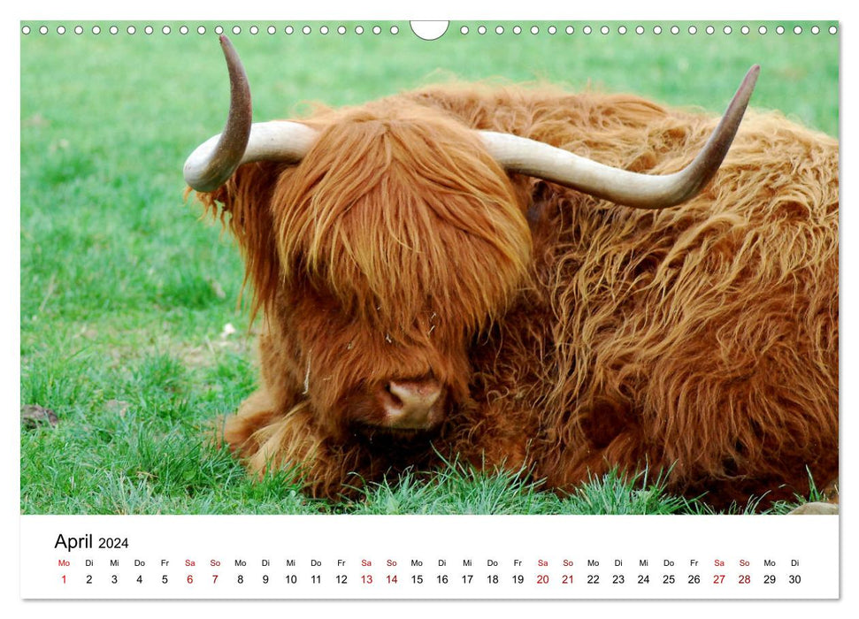 Die Schottischen Hochlandrinder und ihr Nachwuchs (CALVENDO Wandkalender 2024)