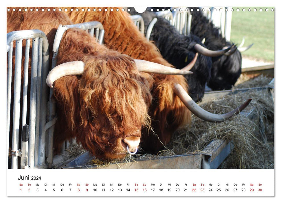 Die Schottischen Hochlandrinder und ihr Nachwuchs (CALVENDO Wandkalender 2024)