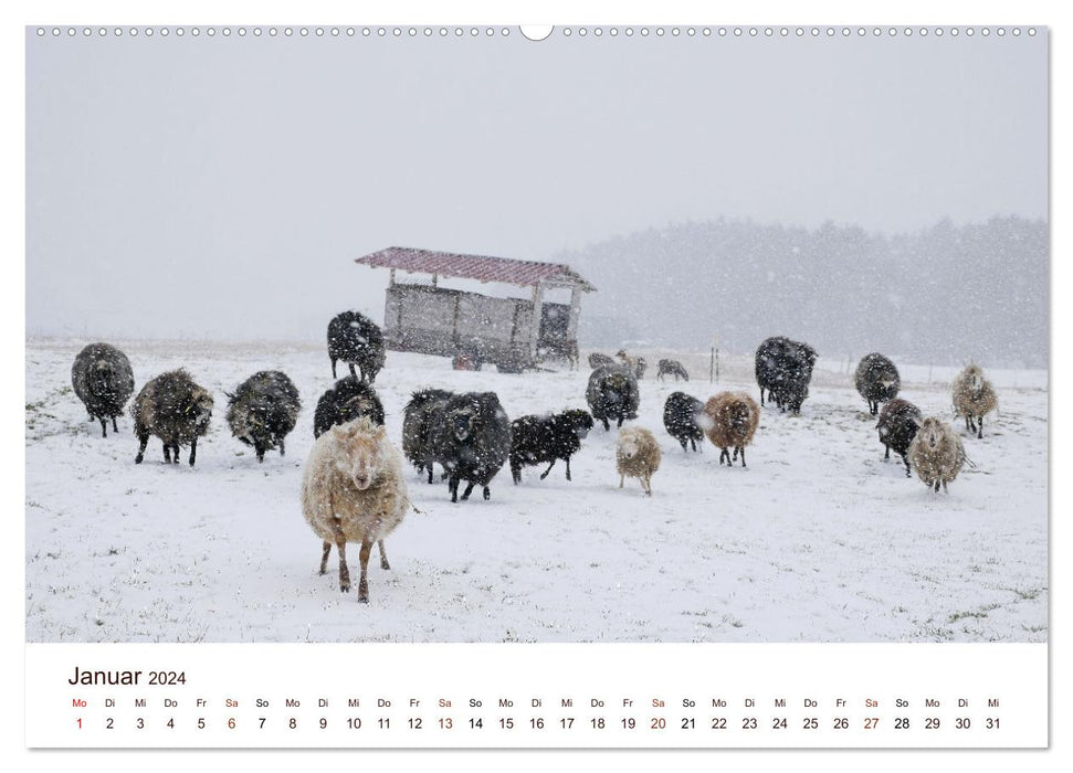 Schöne Schafe (CALVENDO Wandkalender 2024)