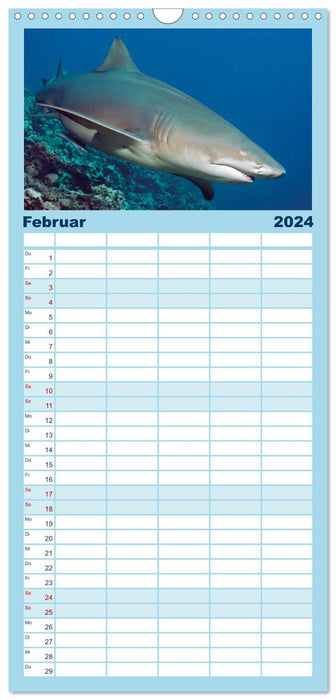 Hai: Raubtier der Meere (CALVENDO Familienplaner 2024)