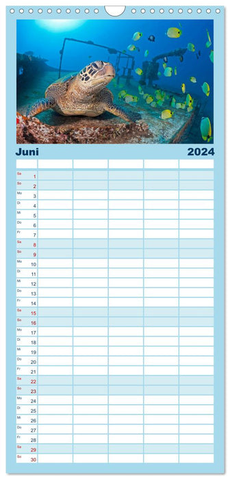 Meeresschildkröten: Aus den blauen Tiefen der Ozeane (CALVENDO Familienplaner 2024)