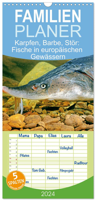 Karpfen, Barbe, Stör: Fische in europäischen Gewässern (CALVENDO Familienplaner 2024)