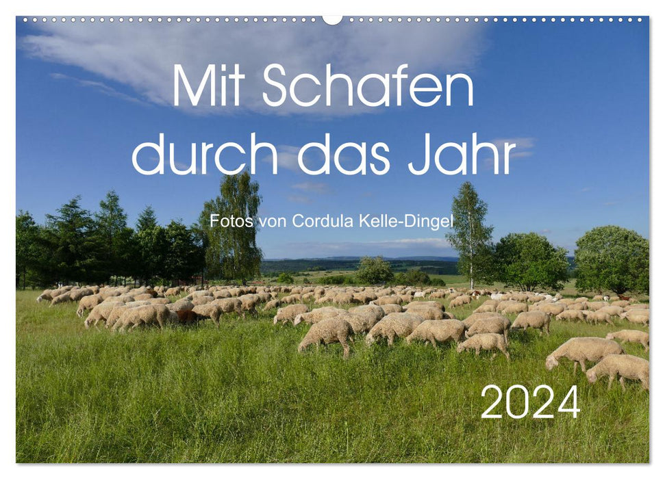 Mit Schafen durch das Jahr (CALVENDO Wandkalender 2024)