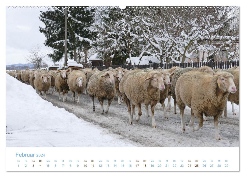 Mit Schafen durch das Jahr (CALVENDO Wandkalender 2024)