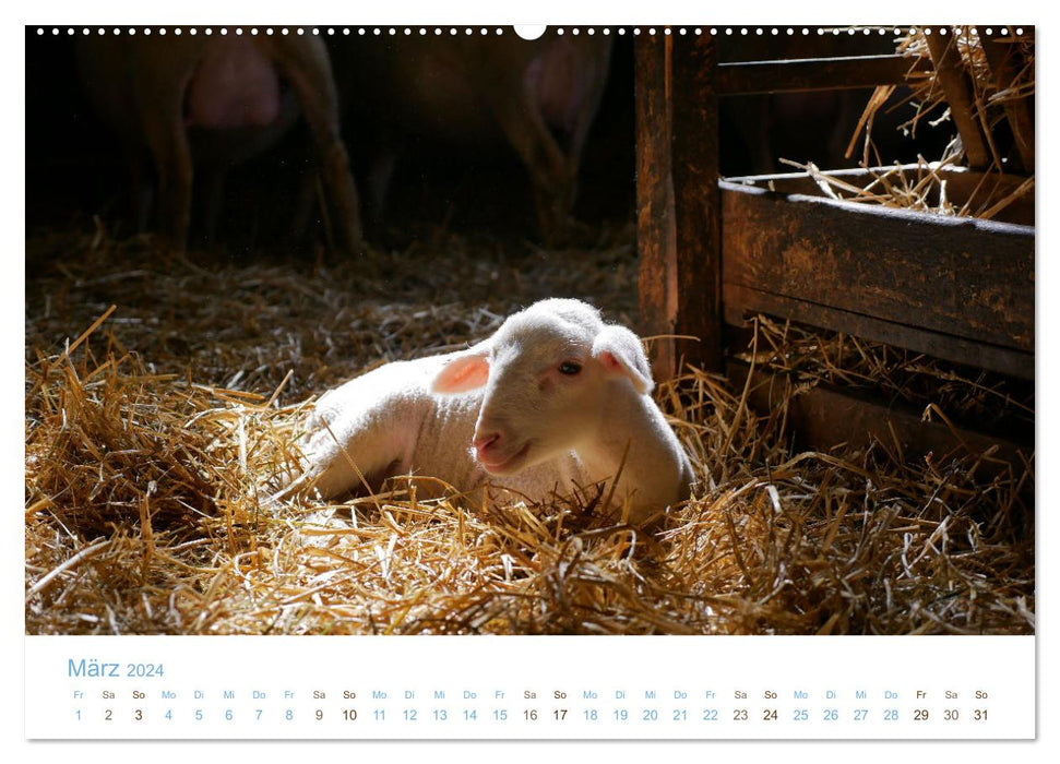 Mit Schafen durch das Jahr (CALVENDO Wandkalender 2024)