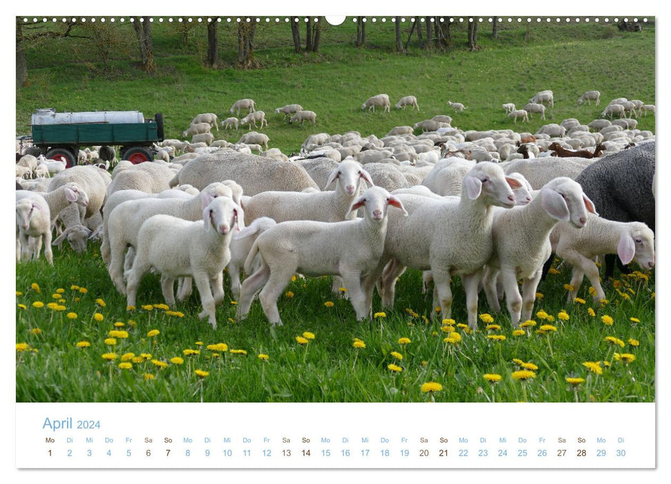 Mit Schafen durch das Jahr (CALVENDO Wandkalender 2024)