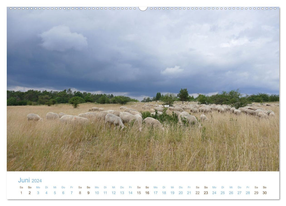 Mit Schafen durch das Jahr (CALVENDO Wandkalender 2024)