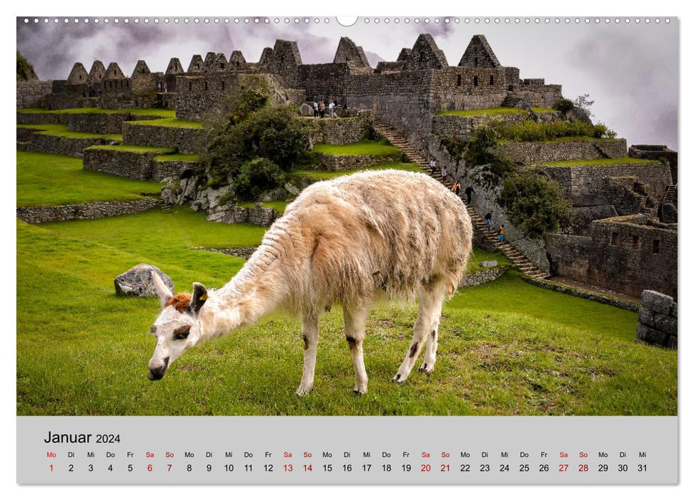 Unter Lamas und Alpakas (CALVENDO Wandkalender 2024)