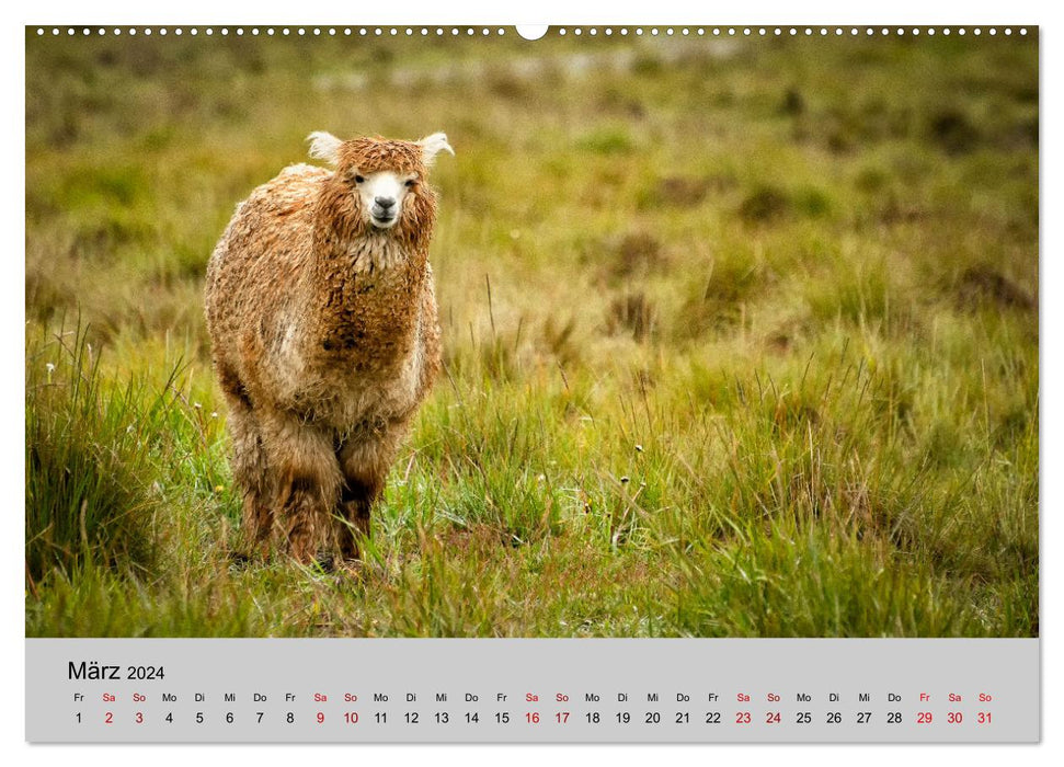 Unter Lamas und Alpakas (CALVENDO Wandkalender 2024)
