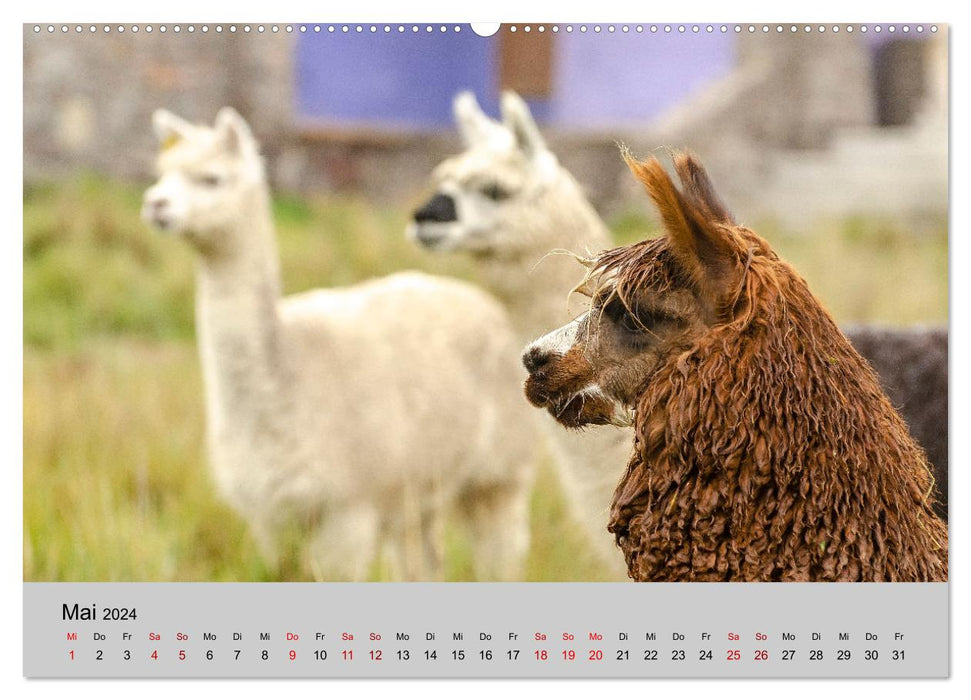 Unter Lamas und Alpakas (CALVENDO Wandkalender 2024)