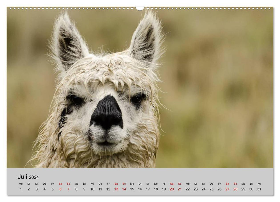 Unter Lamas und Alpakas (CALVENDO Premium Wandkalender 2024)