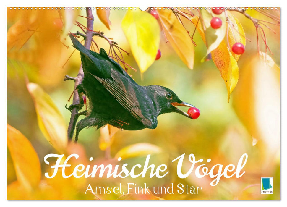 Amsel, Fink und Star: Heimische Vögel (CALVENDO Wandkalender 2024)