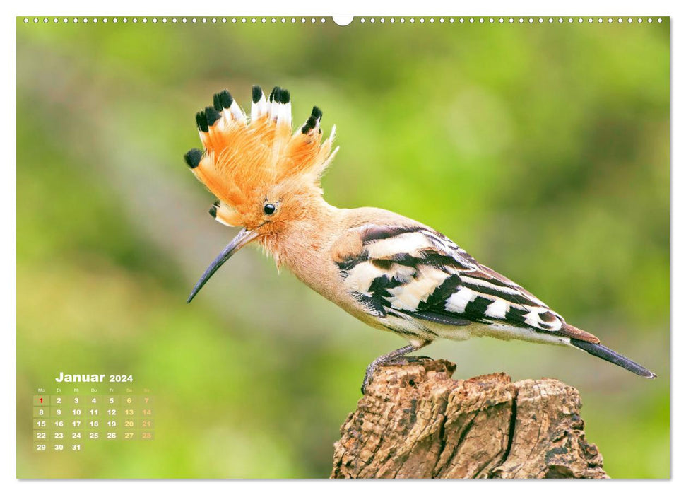 Amsel, Fink und Star: Heimische Vögel (CALVENDO Wandkalender 2024)