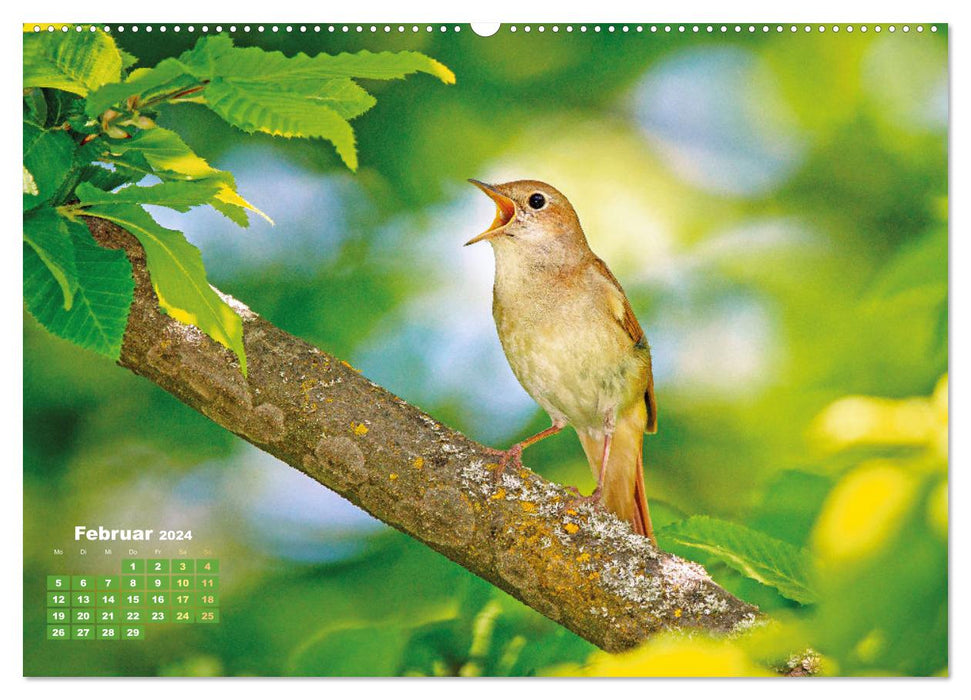 Amsel, Fink und Star: Heimische Vögel (CALVENDO Premium Wandkalender 2024)