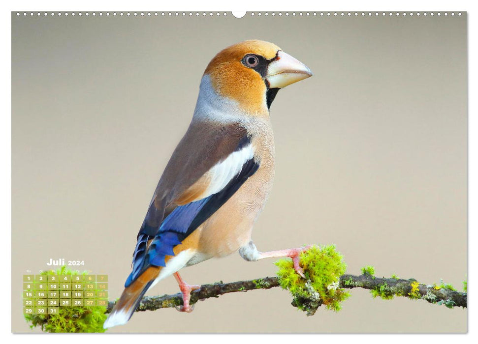 Amsel, Fink und Star: Heimische Vögel (CALVENDO Premium Wandkalender 2024)