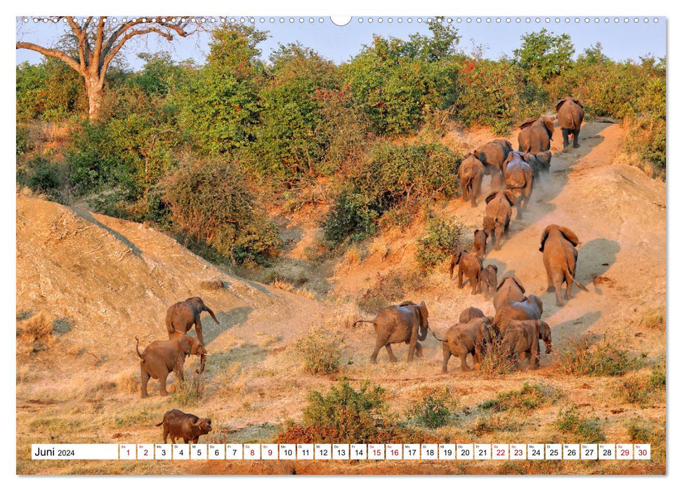 Elefanten-Traum - Herzenssache Afrika (CALVENDO Premium Wandkalender 2024)