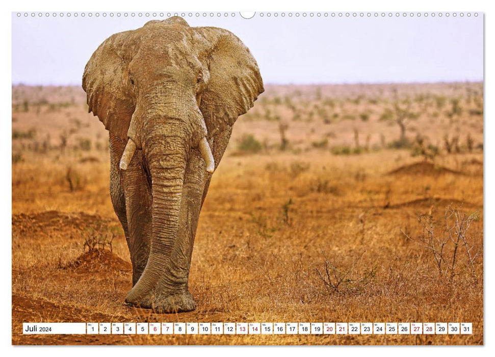 Elefanten-Traum - Herzenssache Afrika (CALVENDO Premium Wandkalender 2024)