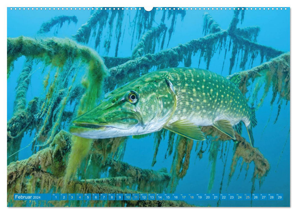 Fische in Teichen und Flüssen (CALVENDO Wandkalender 2024)
