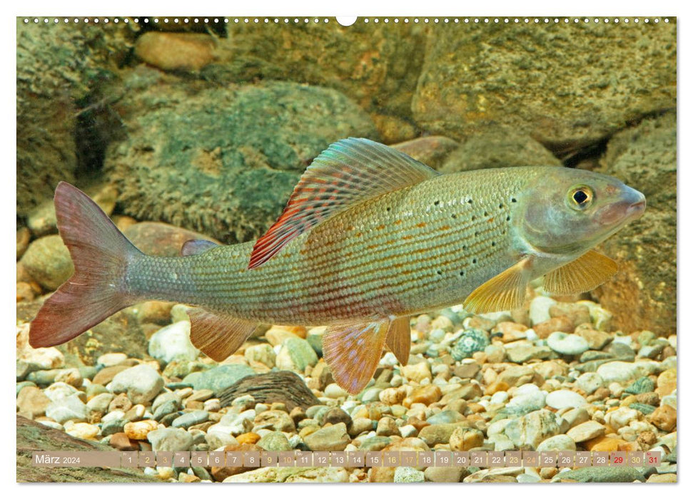 Fische in Teichen und Flüssen (CALVENDO Premium Wandkalender 2024)