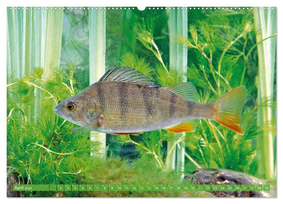 Fische in Teichen und Flüssen (CALVENDO Premium Wandkalender 2024)