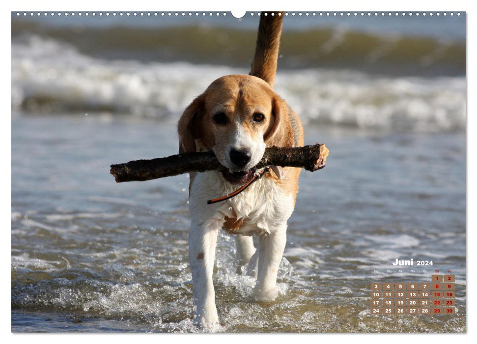Ein Dalmatiner und ein Beagle - Auf der maritimen Jagd nach dem weltbesten Stock (CALVENDO Wandkalender 2024)