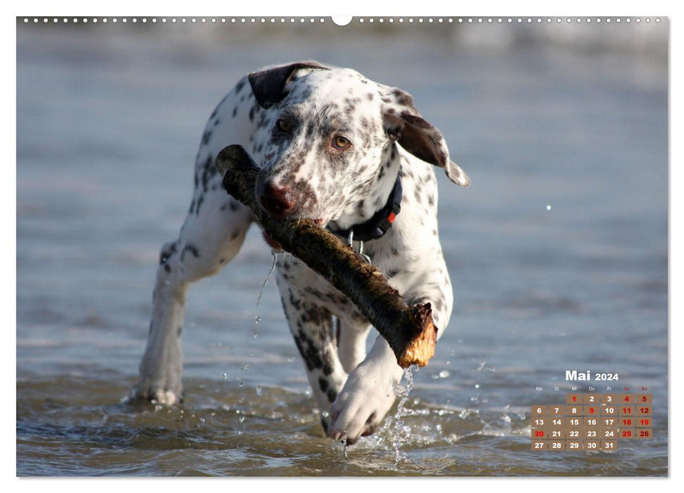 Ein Dalmatiner und ein Beagle - Auf der maritimen Jagd nach dem weltbesten Stock (CALVENDO Premium Wandkalender 2024)